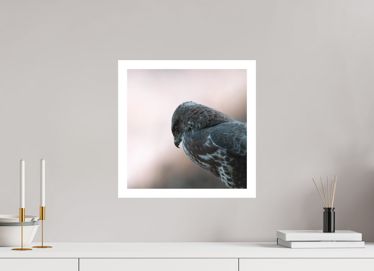 40 x 40 cm, Photo Rag Musvåge