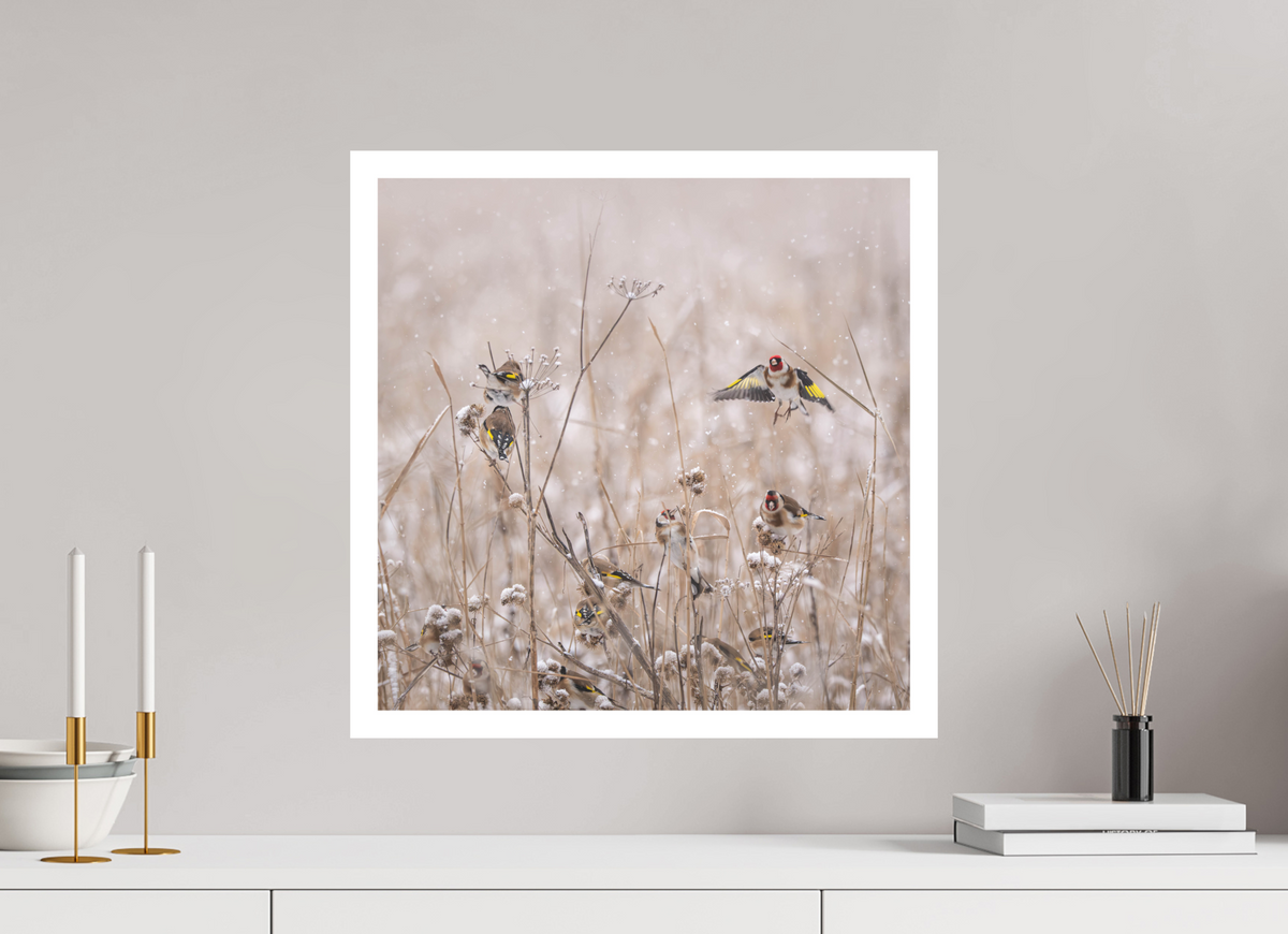 50 x 50 cm, Photo Rag Stillits